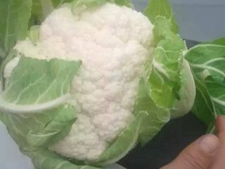 Cauliflower from Uzbekistan, size 1 - 2.5 kg each.