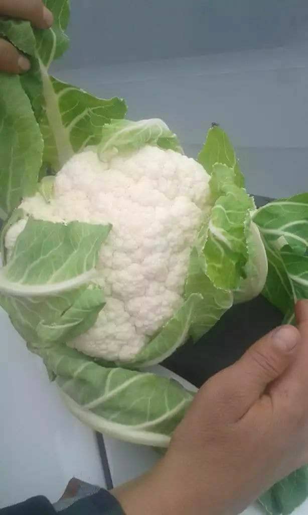 Cauliflower from Uzbekistan, size 1 - 2.5 kg each