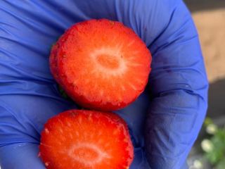 The Egyptian producer of frozen strawberries will sell large