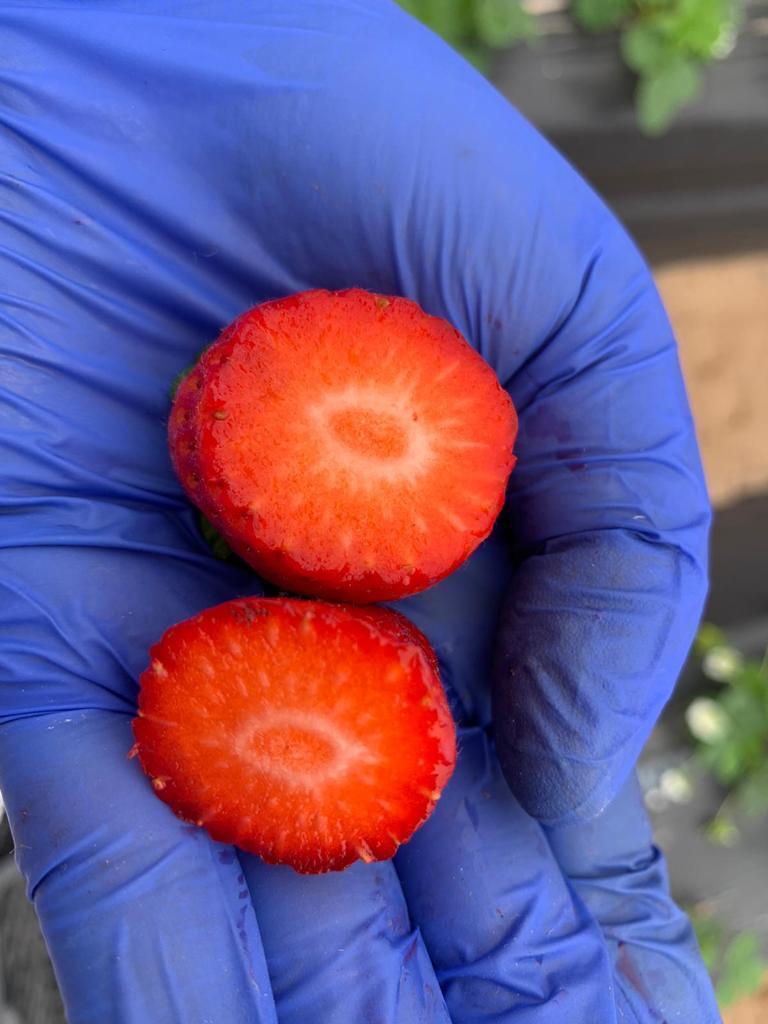 The Egyptian producer of frozen strawberries will sell large quantities of fresh, well-colored strawberries for this year's harvest