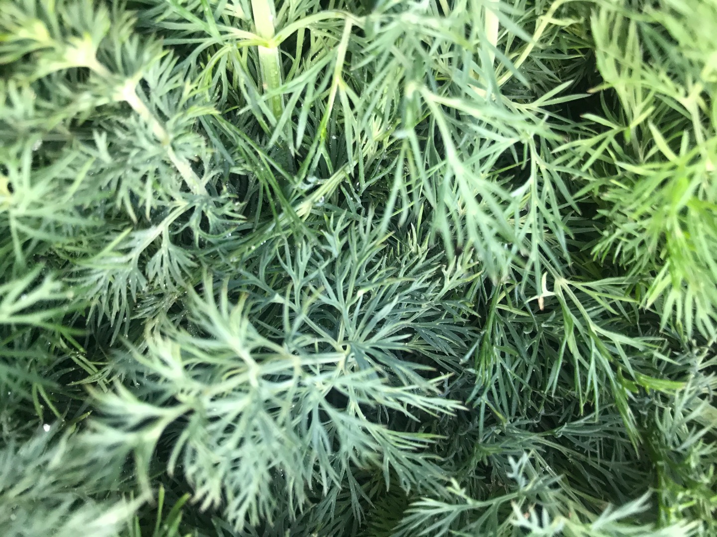 I will sell a beautiful dill, clean, dry, no discoloration, 1st class product