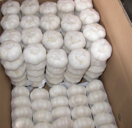 Product Garlic Varitey Normal white garlic / Red garlic / Purple garlic Pure white garlic / Snow white garlic / Super white garlic Size 4.5-5.0cm , 5.0-5.5cm
