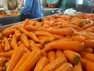 we can provides you large quantity in a short