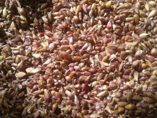 Garlic seeds (VOZDUSHKA) variety "SOFIEVSKY" 100% germination Aerial garlic