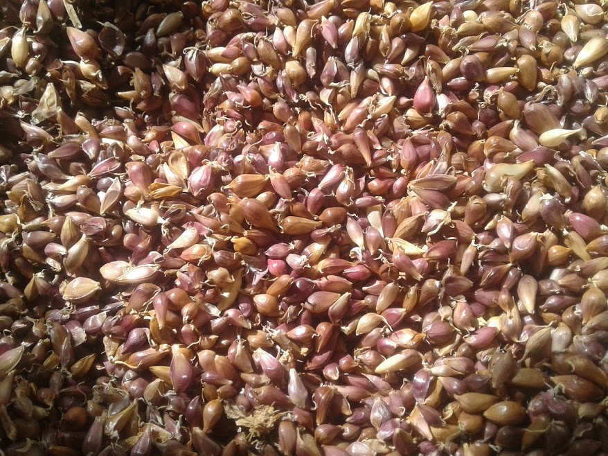 Garlic seeds (VOZDUSHKA) variety "SOFIEVSKY" 100% germination Aerial garlic seeds can be planted in the soil both in the fall before winter and in the spring