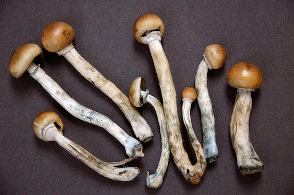 we are a group of highly determined dealers in farm products including tomatoes , garlic ,onion ,ginger and various brands of mushroom we supply these products