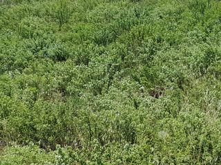 Oregano is a great antibacterial agent. It has phytonutrients