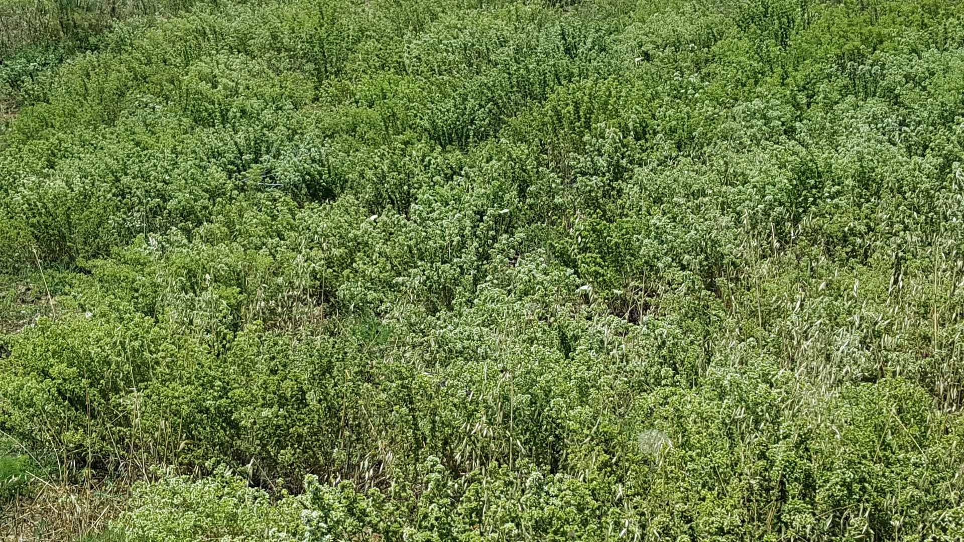 Oregano is a great antibacterial agent