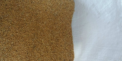 Millet for sale, purity from 98% to 99.9%, no extraneous odors, color is inherent