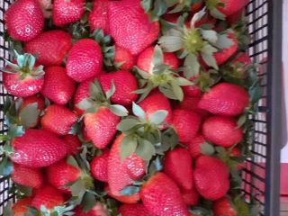 Iam offering for export ,in big quantity,perfect quality Directly