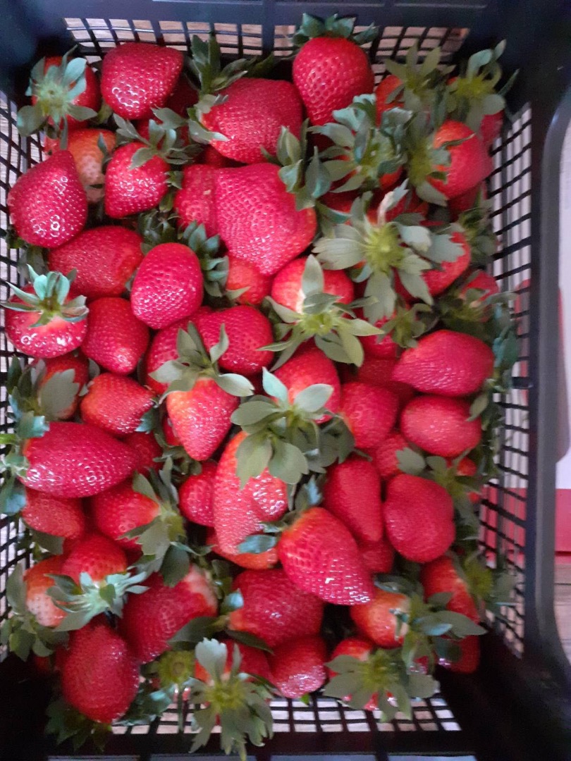 Iam offering for export ,in big quantity,perfect quality Directly from greece ,ORANGES ,LEMONS,STRAWBERRIES WATERMELONS AND 100% VIRGIL OIL