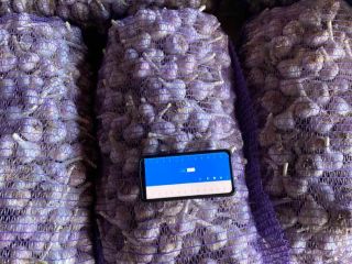 Large amount of garlic available. If interested, just let