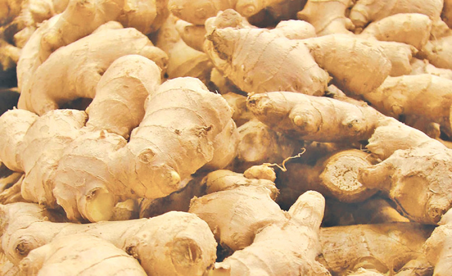 Fresh Ginger ready for export