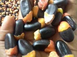 we have all kinds of exotic tropical seeds bubinga