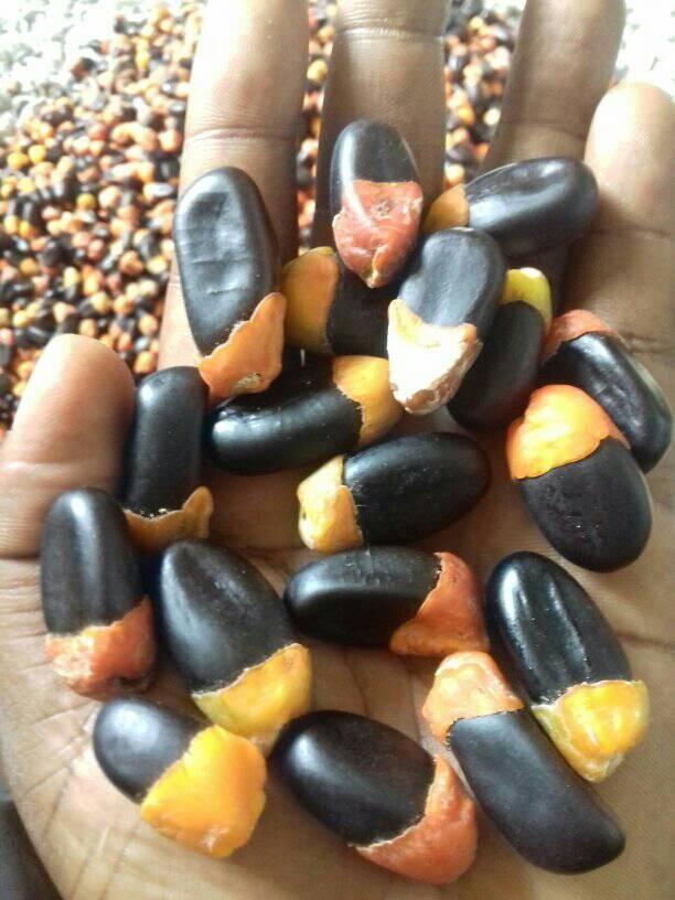we have all kinds of exotic tropical seeds bubinga , Gabon ebony seeds, zingana seeds, afzelia africana seeds, mucuna seeds, Thaumatococcus daniellii , cola