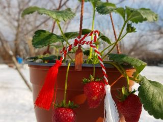 STRAWBERRIES ON ROD IN POTS. The price is between