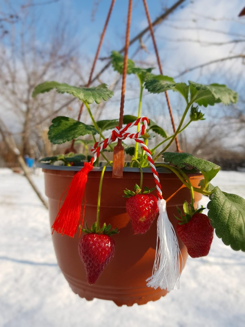 STRAWBERRIES ON ROD IN POTS