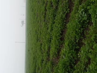 Green parsley fresh leaves . Price is negociable .
