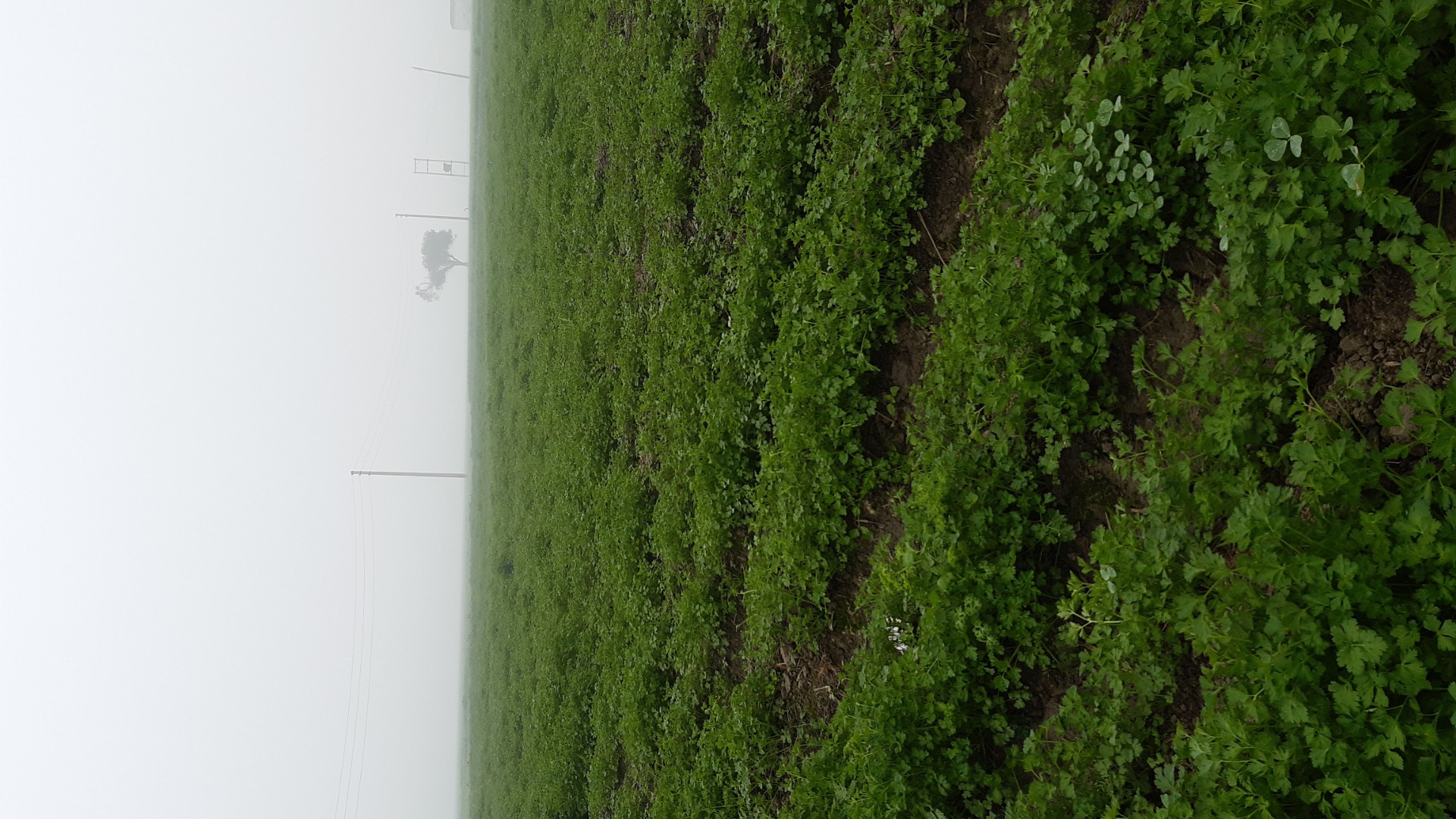 Green parsley fresh leaves