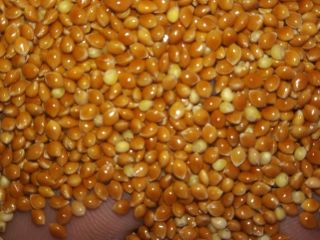 Yellow millet 100 tons and red 50 tons in