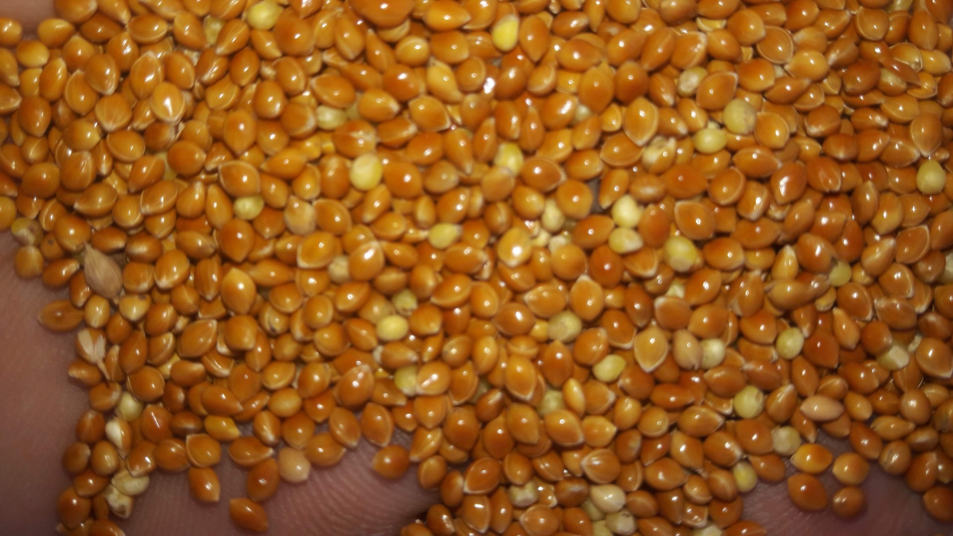 Yellow millet 100 tons and red 50 tons in bags of 25 kg