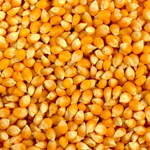 Maize/Corn Product Name Yellow Maize Purity 98 % min Grade 2& 3 Moisture 14% max Protein 10% min Foreign Matter 2-3 Max Weevil Led seed 2-3 % max Damaged