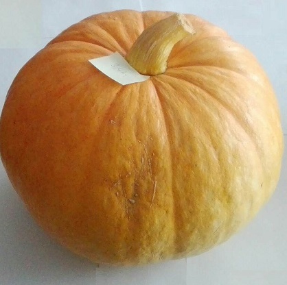 Hello, in the season of 2021 I will have a pumpkin (Bambino / Giant) in quantities of 1-5t