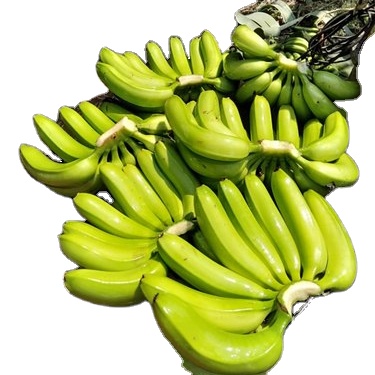 Banana supplies- Wholesale Suppliers Banana is one of those few products that consumers enjoy eating worldwide
