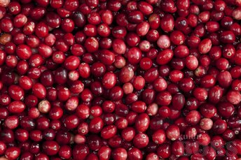 Frozen cranberry for sale by agricultural cooperative