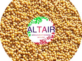 White and Yellow mustard ---------------------------------- (Whatsapp, Telegram, Viber) @altairseeds