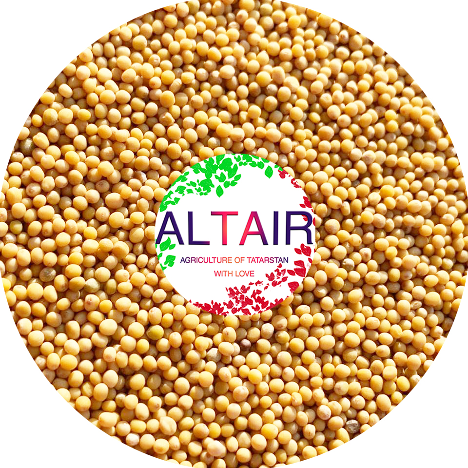 White and Yellow mustard ---------------------------------- (Whatsapp, Telegram, Viber) @altairseeds (instagram)