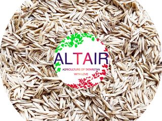 Festuca pratense ---------------------------------- (Whatsapp, Telegram, Viber) @altairseeds (instagram)
