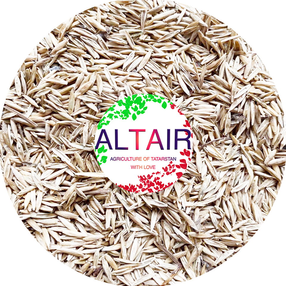 Festuca pratense ---------------------------------- (Whatsapp, Telegram, Viber) @altairseeds (instagram)