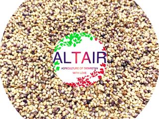 Trifolium Pratense ---------------------------------- (Whatsapp, Telegram, Viber) @altairseeds (instagram)