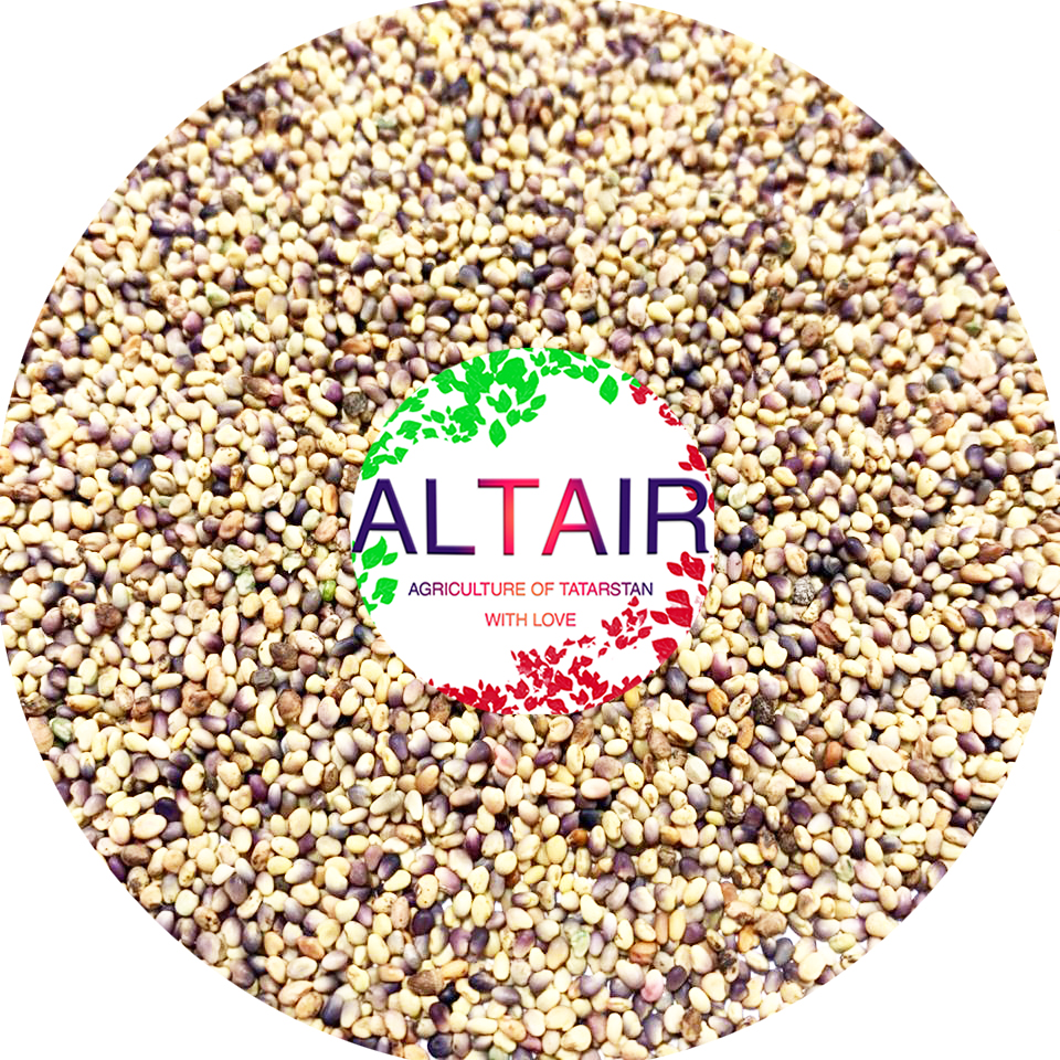 Trifolium Pratense ---------------------------------- (Whatsapp, Telegram, Viber) @altairseeds (instagram)