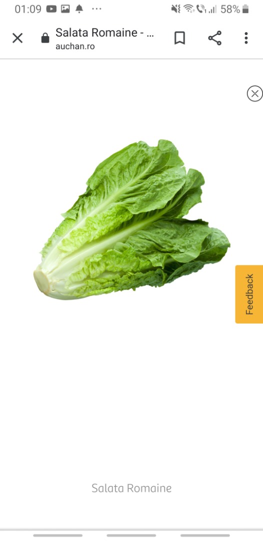 We are Best Import Srl we have a price offer for the following products (fresh vegetables, purchased from Italy, respectively Rome and Verona)