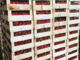 Fresh strawberries from turkey are ready for shipping. We