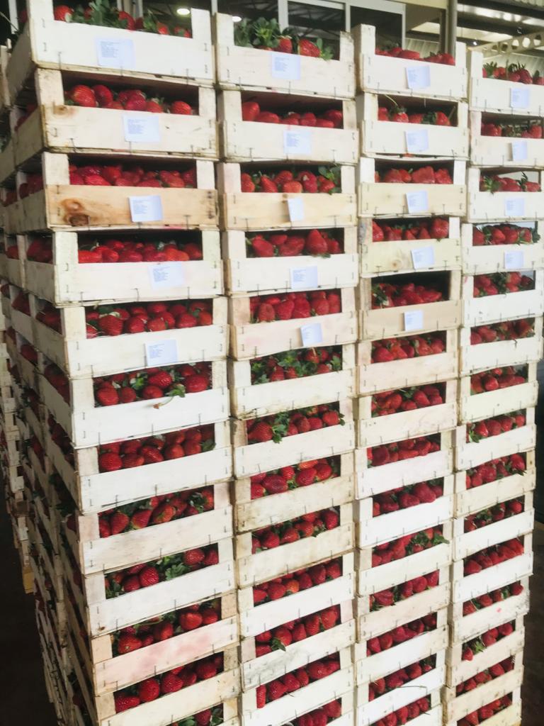 Fresh strawberries from turkey are ready for shipping
