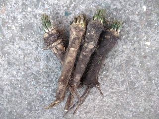 Fresh horseradish for sale.