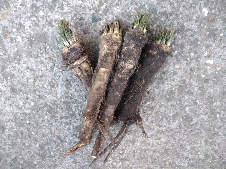 Fresh horseradish for sale