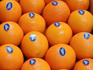 Organic Co import export We are specialized in Agricultural