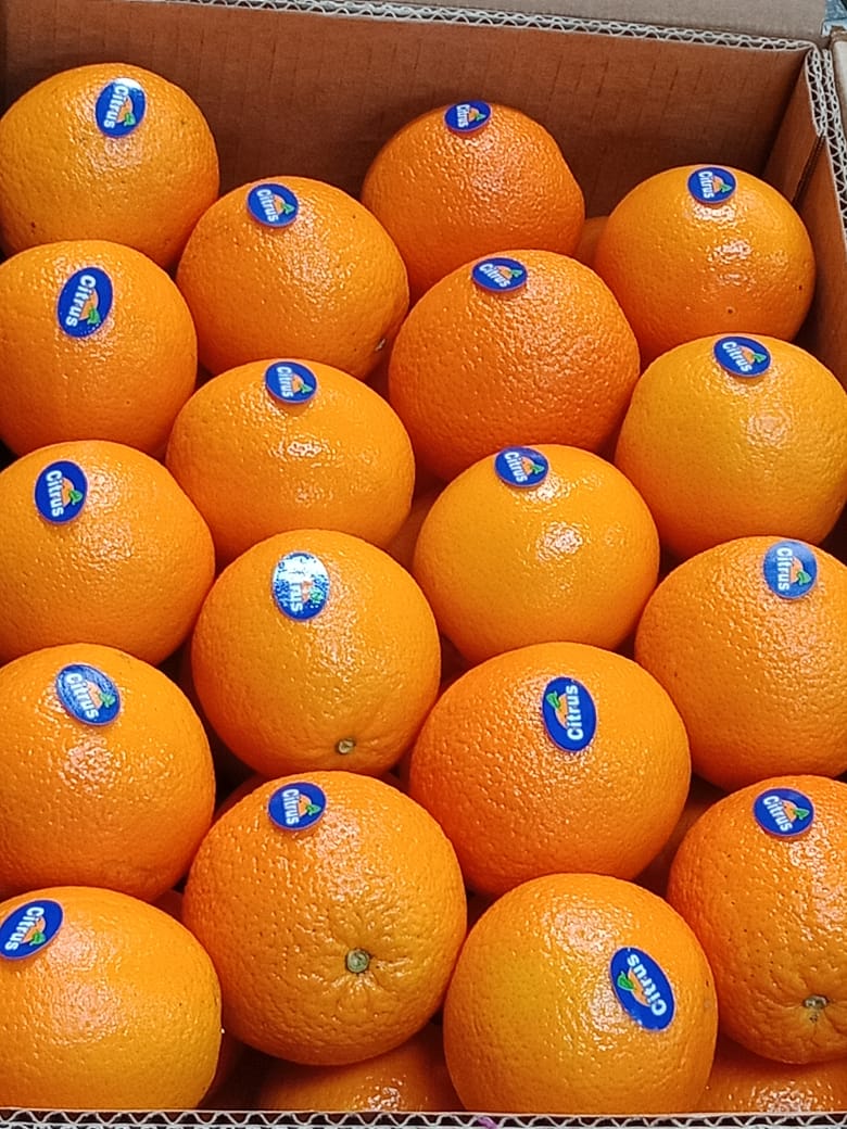 Organic Co import export We are specialized in Agricultural fields as we select the best corp for each fruit and vegetable type we offer also we can provide