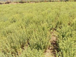 Uprawę greckiego oregano (Origanum Vulgare Hirtum) 2021 możemy dostarczać