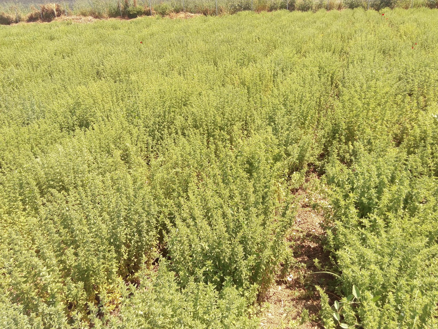 Uprawę greckiego oregano (Origanum Vulgare Hirtum) 2021 możemy dostarczać od końca czerwca 2021 r