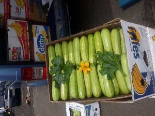 I will sell pumpkins starting from more significant daily