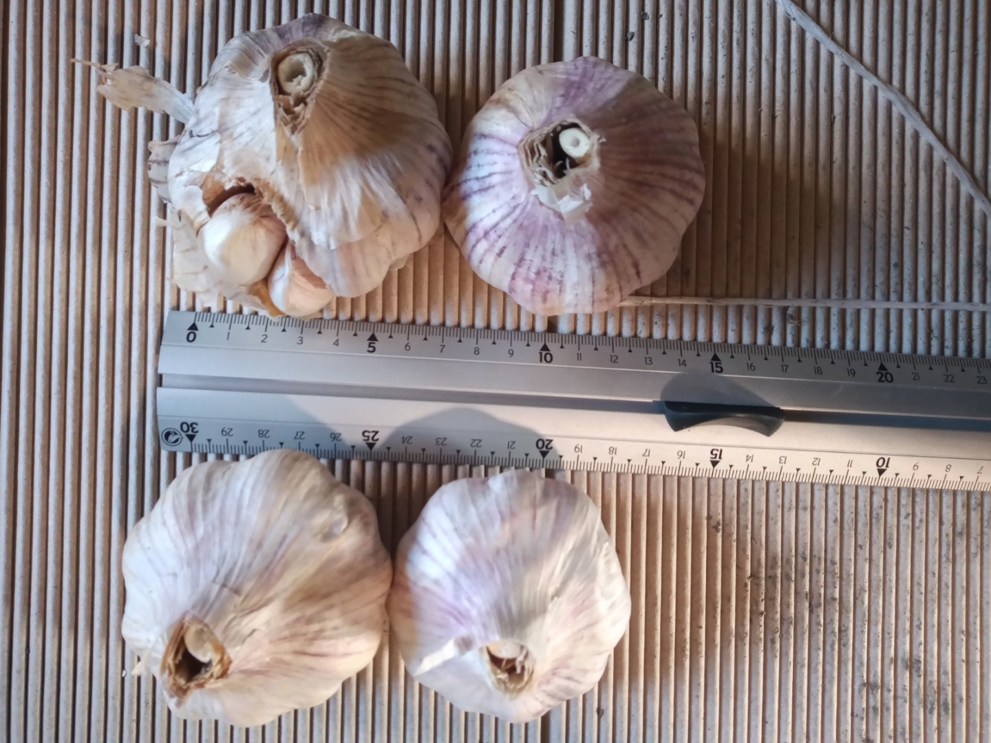 I will sell industrial Spanish garlic