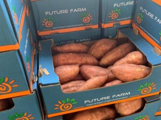 Egyptian sweet potato available round the year