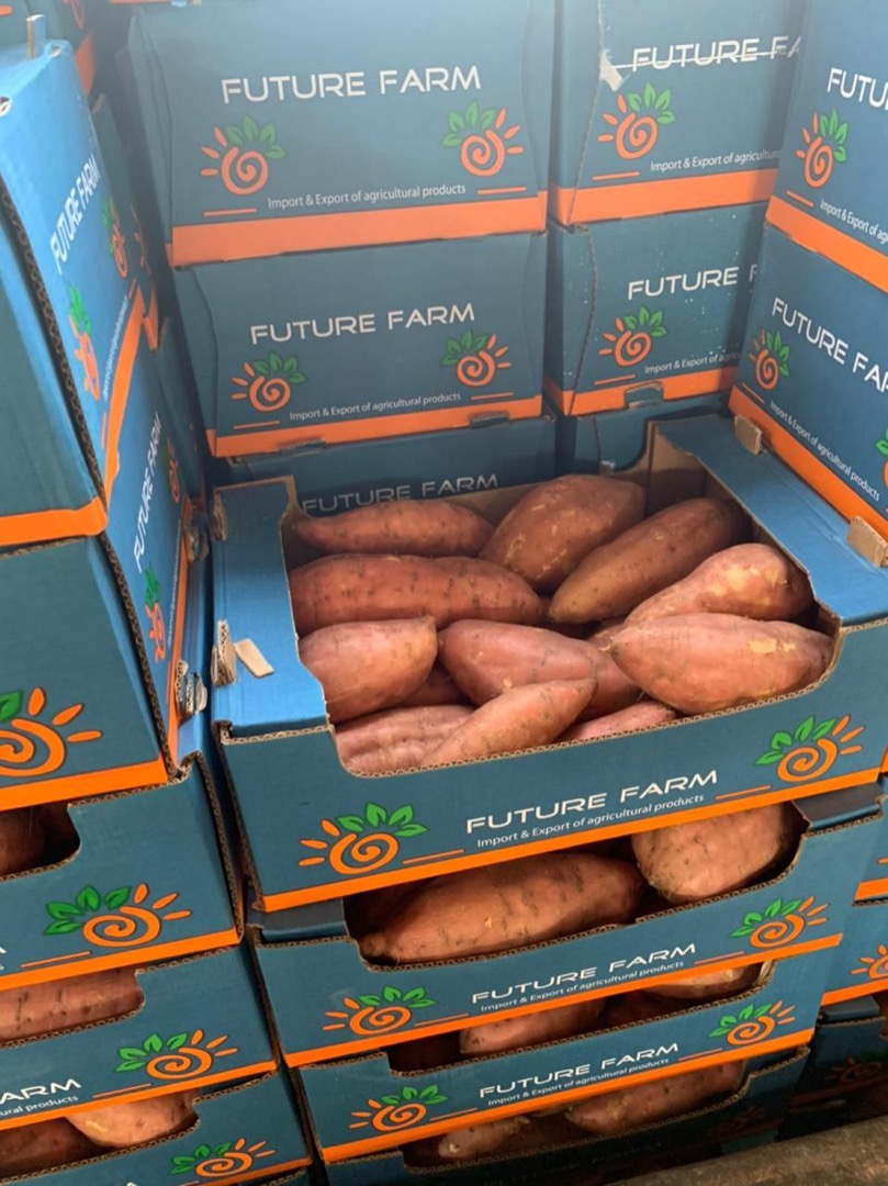 Egyptian sweet potato available round the year