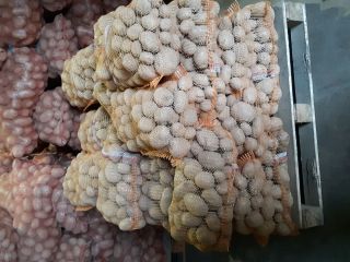 I will sell edible potatoes, Vineta variety - very