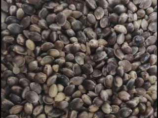 Roasted Hemp Seed / Roasted Hemp Seeds - from